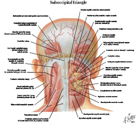 Healthshare information for guided patient management. anatomy posterior head neck | Massage therapy