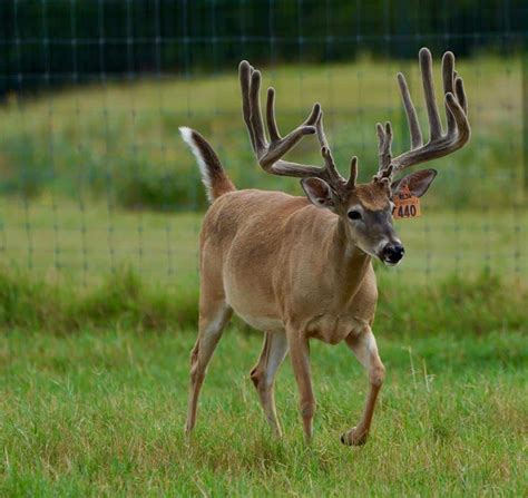 M3 Whitetails Big Texas Typicals Deer Breeder In Texas Whitetail