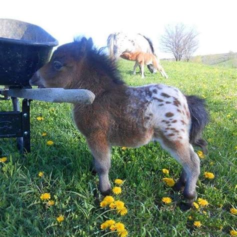 Tiny Appaloosa Mini Horse Source Bitly2t5b54e Животные