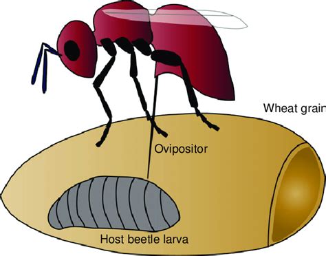 Parasitic Wasp Laying Eggs Into A Host Beetle Larva That Lives Inside A Download Scientific