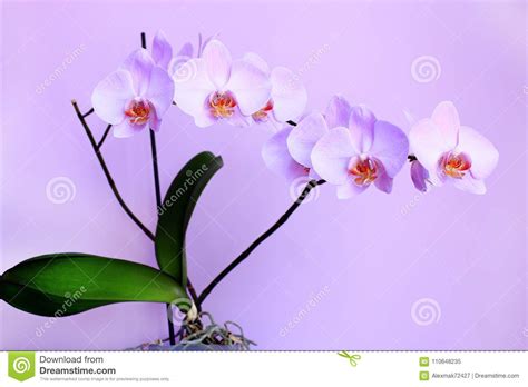 Roze Orchidee Tak Van Bloeiende Decoratieve Bloem Stock Afbeelding