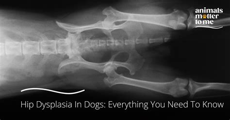 Hip Dysplasia In Dogs: Everything You Need To Know Animals Matter To Me