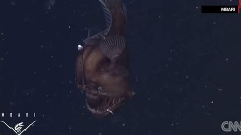 Camera Captures Rare Images Of Elusive Black Seadevil Fish Video