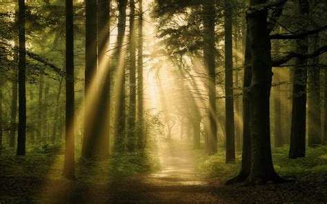 Landscape Nature Forest Sun Rays Path Trees Mist Atmosphere