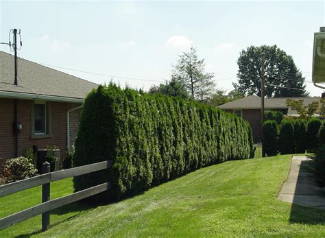 Good Trees For Privacy Screen Interesting Ideas For Home