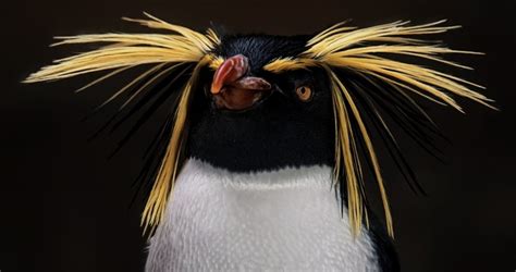 Penguins Bad Hair Day By Barbara Ebeling Ubicaciondepersonascdmxgobmx