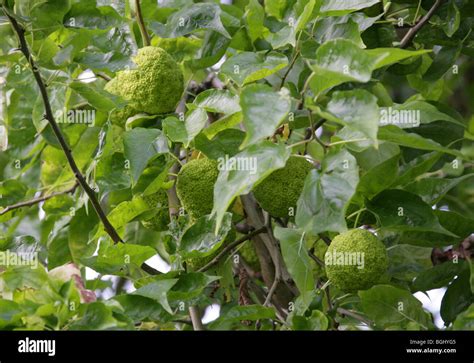 Osage Orange Osage Orange Horse Apple Bois Darc Or Bodark Maclura