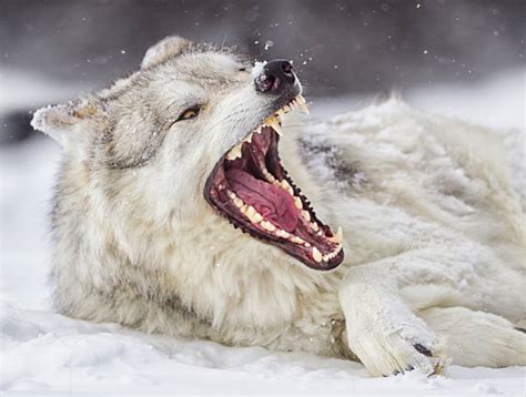 42 inspirational badass wolf wallpaper, 69 black werewolf wallpapers on wallpaperplay, 246 best wolf wallpaper images in 2019, black wolf wallpaper gallery, white wolf wallpapers phone hd wallpaper wolf game. Royalty Free Wolf Teeth Pictures, Images and Stock Photos ...
