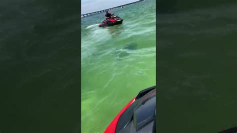 Shark Attacks And Bites Jestski Off Florida Gulf Coast Crazy Youtube