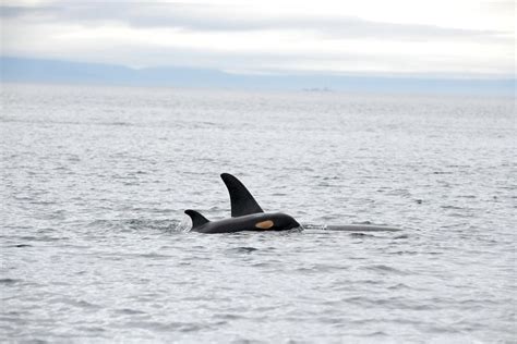 Birth Of Female Baby Orca Increases The Endangered Southern Resident