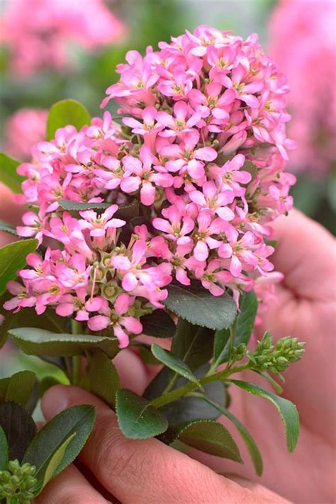 Buy Pink Elle Escallonia Free Shipping Wilson Bros Gardens 1 Gallon Pot For Sale Online