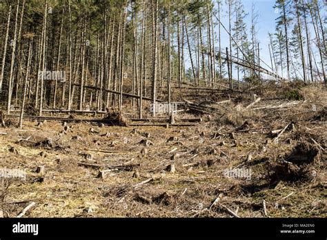 Forest Being Cut Down Turning Into A Dry Lifeless Field Stock Photo Alamy
