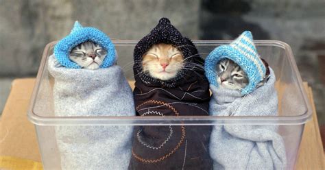 We Cant Wrap Our Heads On How Cute These Purrito Cat Wraps Are Bored