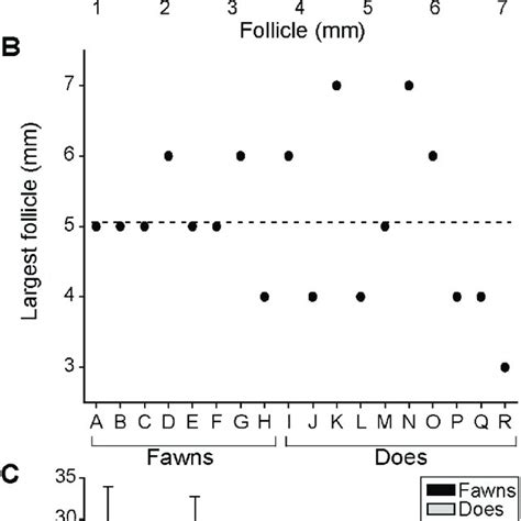 Characteristics Of Female White Tailed Deer Reproductive Tract A