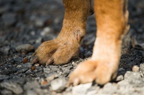 Top 10 Facts About Dog Paws