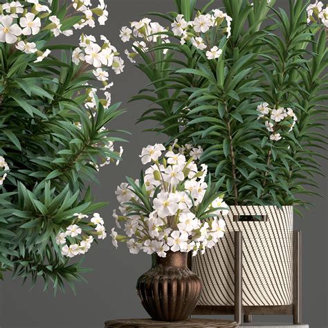 Collection Nerium Oleander 2 3d Model Cgtrader