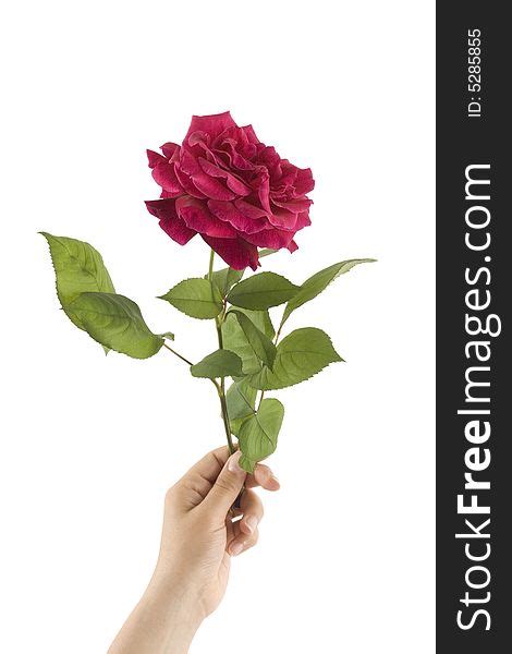 Hand Of Woman Holding Beautiful Red Rose Free Stock Images And Photos