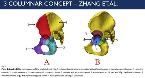 Acetabulum Anatomy