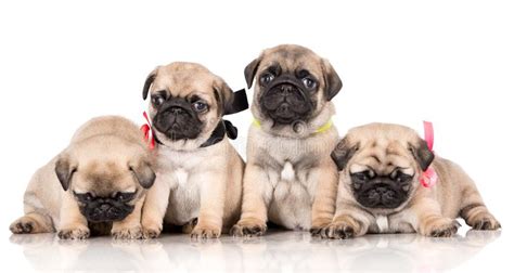 Cats and wolves also have litters. Group Of Pug Puppies On White Background Stock Image - Image of friend, small: 113436613
