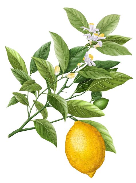 Dessiner Un Citron Citron Citrus Medica From Trait Eacute Des Arbres