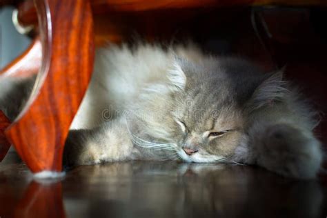 Close Up Animal Persian Cat Sleeping In Bed And Light Blur Background