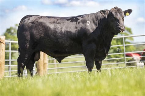 Check spelling or type a new query. Rawburn Jumbo Eric | Aberdeen Angus | Beef Sires | AI ...