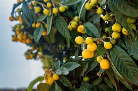Fruit Tree In Southern Italy Yellow Fruits Of Medlar Stock Photo