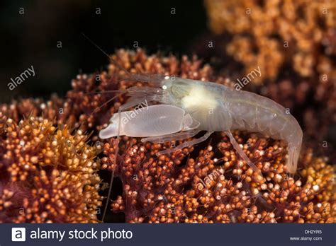 Snapping Shrimp Hi Res Stock Photography And Images Alamy