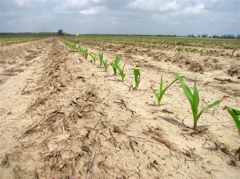 Key Issues to Address at Corn Planting | Mississippi Crop Situation