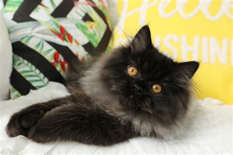 Smokey Bear Persian Kittens For Sale In A Rainbow Of Colors ~ Call Us