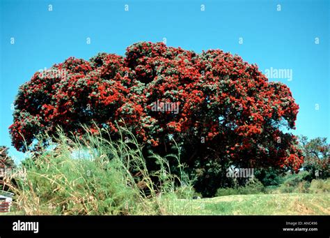 Pohutukawa Tree Flowering Abundantly Near Opononi Called