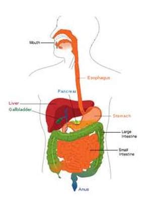O first, the digestive system breaks food down into useful nutrients, a process called <igestion. Build A Digestive System Gizmo Answer Key + My PDF ...