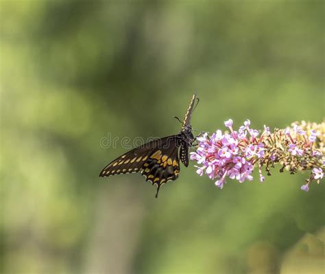 Tiger Swallowtail Del Este Glaucus De Papilio Imagen De Archivo
