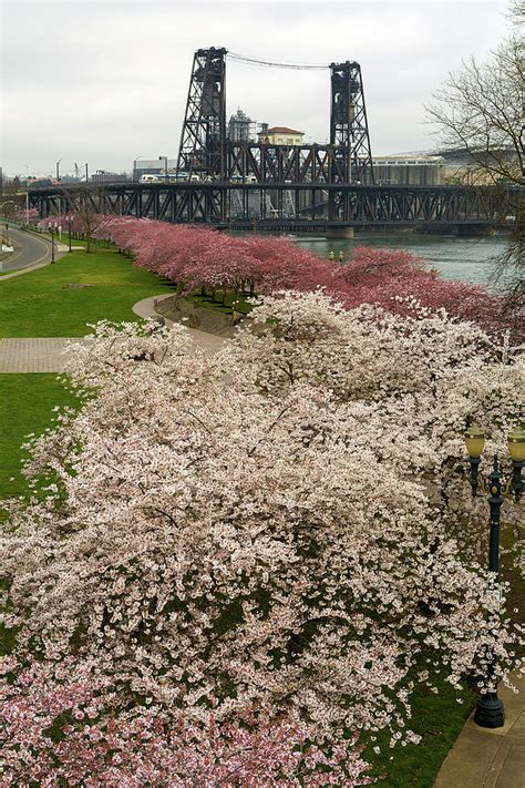 Cherry Blossoms Trees Along Portland Waterfront Photograph