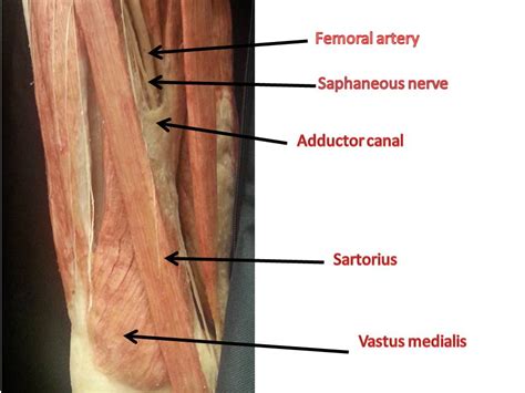 Adductor Canal Block Anatomy