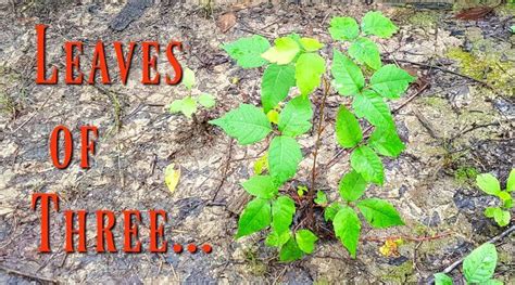 Leaves Of Three Is It Poison Ivy The Hypertufa Gardener