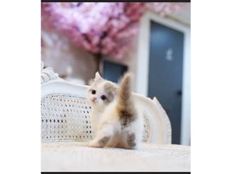We are munchkin kittens and cat breeders and specialized in breeding munchkin kittens and cats for sale. Cute Munchkin kittens | Pets | Los Angeles CA | recycler.com