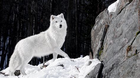 artic Wolf, Animals Wallpapers HD / Desktop and Mobile Backgrounds