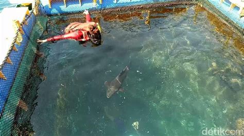 Rumah makan kaho cilacap merupakan tempat yang paling pas untuk menikmati hidangan laut. Sensasi Berenang Sambil Memberi Makan Hiu di Banyuwangi ...