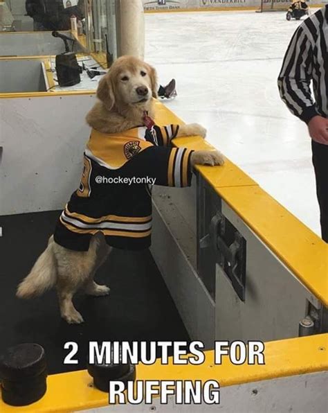 Why are the boston bruins like united postal service. 15171168_1260154490730538_3055374664316105309_n.png.jpg (596×750) | Funny animal pictures, Funny ...