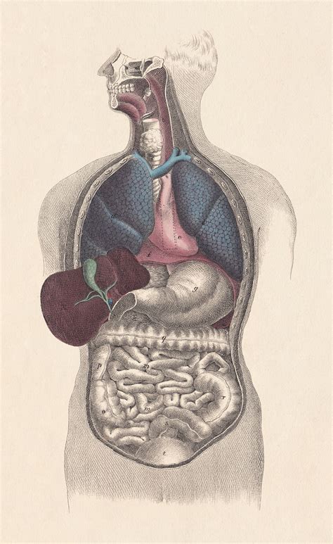 When i was writing a text a few days ago, i decided to go for the last option — though it was not any decision in the truest sense of the word but the very first and natural choice of mine which i. Organs of the Respiratory System And Their Functioning - Bodytomy