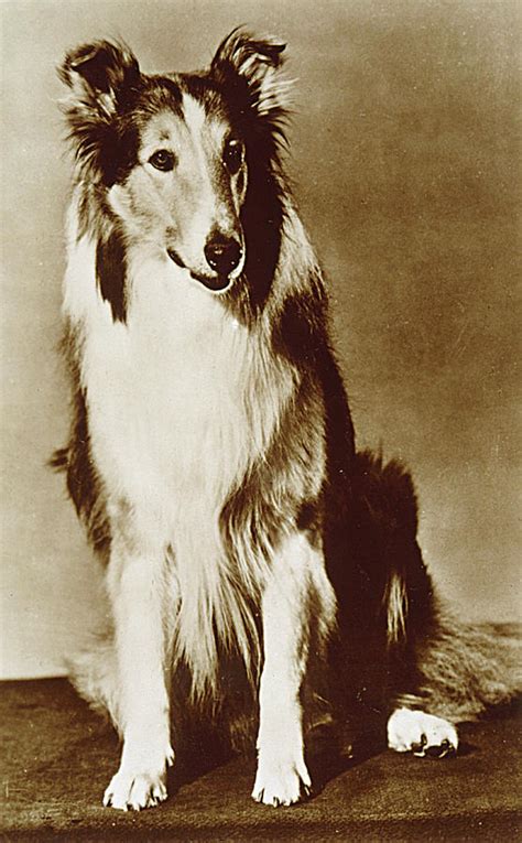 Lassie Pal American Canine Actor Photograph By Mary Evans Picture