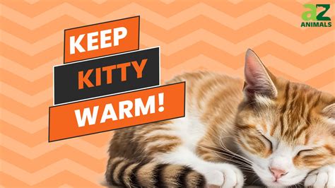 The 6 Best Ways To Keep Your Cat Warm And Toasty During Winter A Z