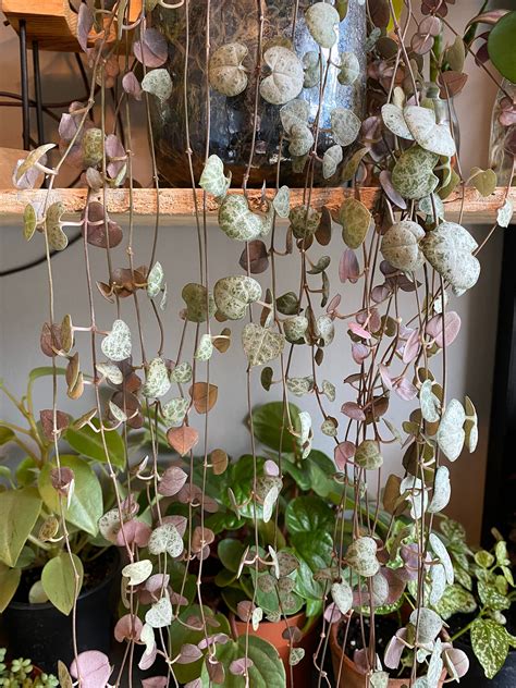 Cuttings String Of Hearts Ceropegia Woodii Succulents Etsy