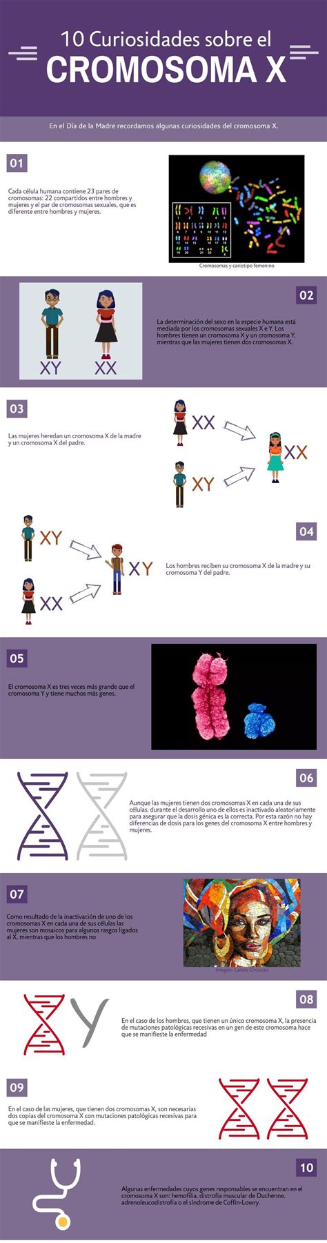 Curiosidades Sobre El Cromosoma X Femexer