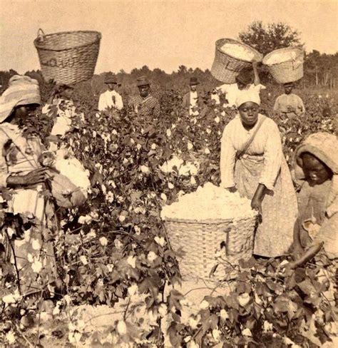 Cotton Plantations Slavery