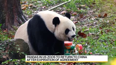 All The Pandas In American Zoos Set To Return To China Youtube