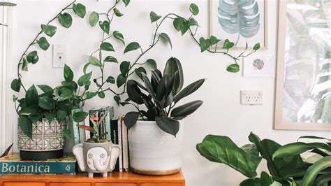 Download Professional Zoom Background With Indoor Plants