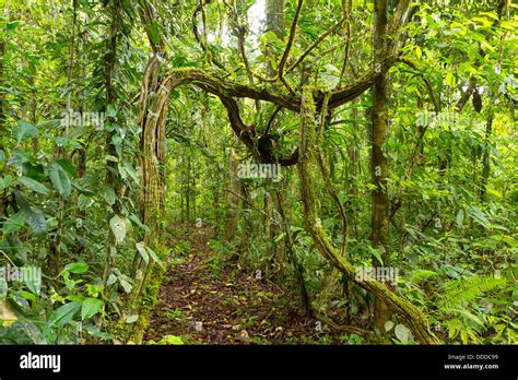 Rainforest Formed Hi Res Stock Photography And Images Alamy