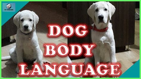 Understanding Dog Body Language Learn How To Read Dogs Behavior